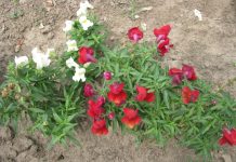 Women, Peace, and Security in Cameroon: Bridging gaps for lasting change