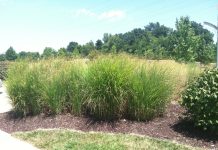 Australia and IOM Unveil New Initiative to Boost Support for Migrant Workers from Pacific