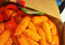 IOM Chief Visits Lebanon to Strengthen Humanitarian and Migration Management Cooperation