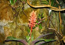 IOM and Japan Mark 25 Years of Partnership with Emergency Preparedness and Climate-Resilient Infrastructure in Timor-Leste