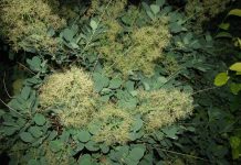 IOM’s Flagship World Migration Report Microsite Wins Grand Prize in International Innovation Award