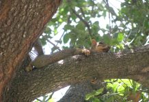 DEI is Dying: What is Our Response?