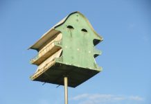 Contribute to the HSP Haiti Crisis Fund