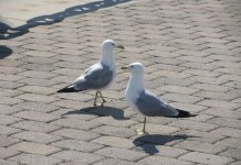 ‘What Would Dr. King Say and Do About Trump?’