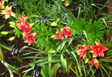 Launch of the Initiative to Raise 10 Million Euros to Create 350,000 Businesses for Young People in Cameroon