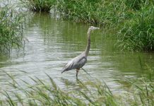 Palau Establishes Steering Committee to Guide Passport Digitalization