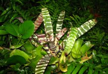 Bridging Health and Heritage: IOM’s Impact at Zambia’s Ncwala Ceremony