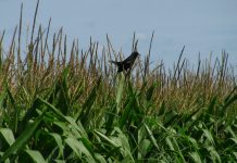 IOM Strengthens Humanitarian Lifeline for Displaced and Deported in Haitian Border Towns