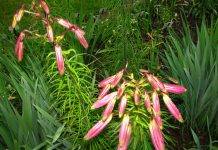 IOM Director General's Message on International Day of Persons with Disabilities 2024