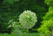 IOM Reaches Milestone as 100,000 Migrants Return Home from Libya