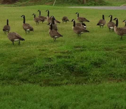 National Reparations Town Hall — Live from Evanston, IL (Dec 4, 2025)