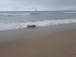 Celebrating, Sustaining and Advancing Insurgent August