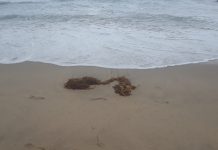 Voting Rights Anniversary — By Dr. Elwood Watson, PhD