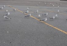 When Presidents Can’t Take a Joke, Democracy Suffers