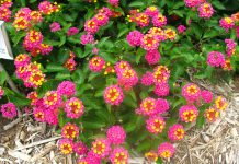 Interview this mind-blowing expert on the science behind the Biblical account of creation