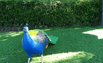 Dangote refinery expands fuel exports to five African countries amid oil disruptions